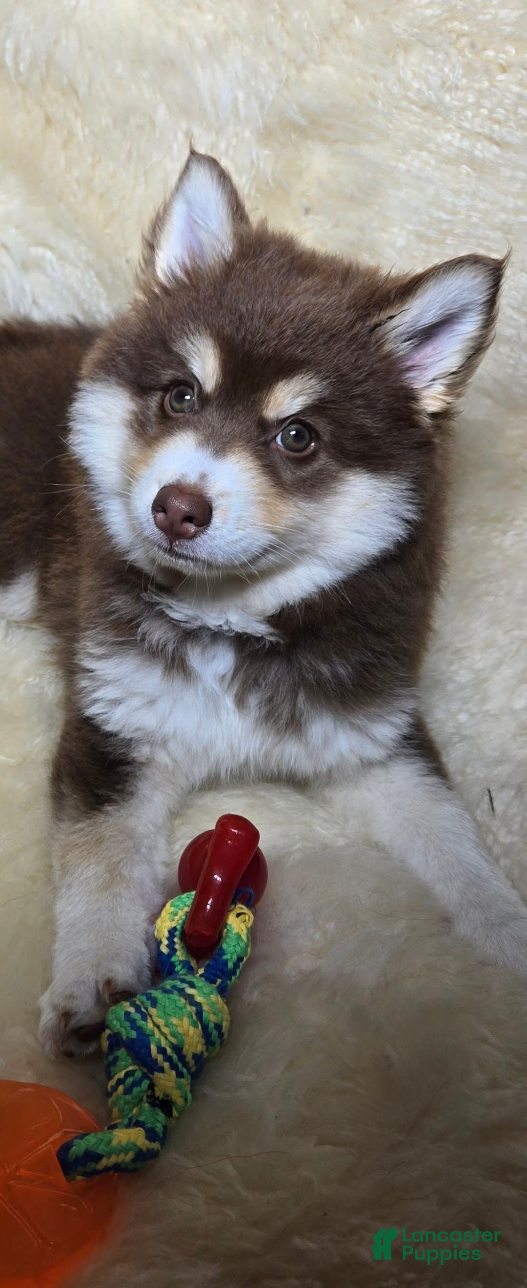 Pomsky dogs for sale: Snuggles - Image 4