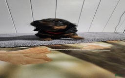 Miniature Dachshund dogs for sale: Romeo - Image 4