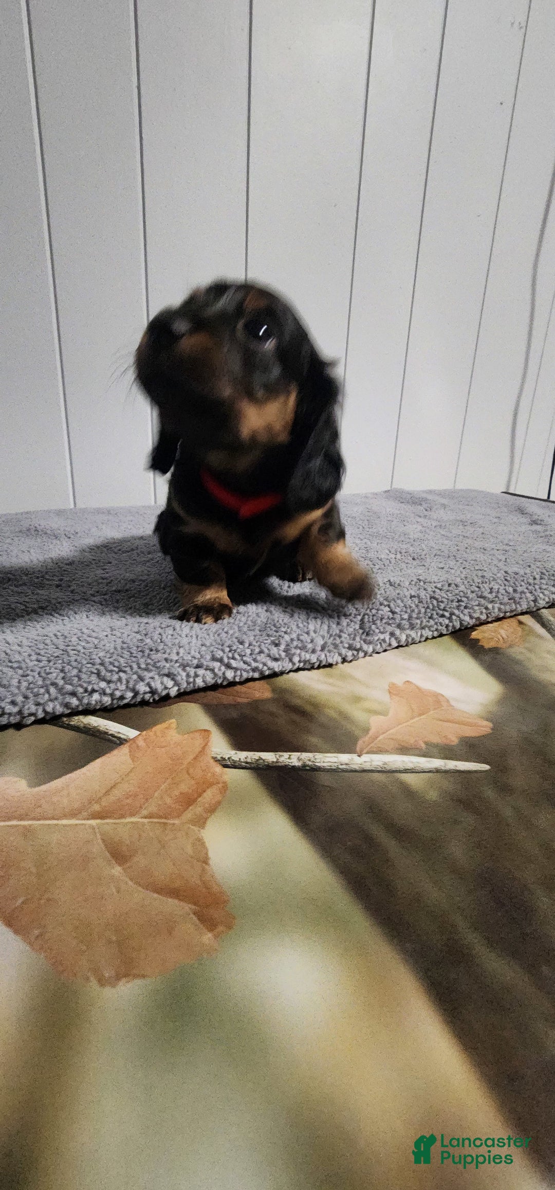 Miniature Dachshund dogs for sale: Romeo - Image 4