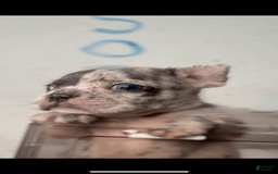 French Bulldog dogs for sale: Peezy - Image 1