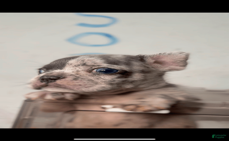 French Bulldog dogs for sale - Ad 1