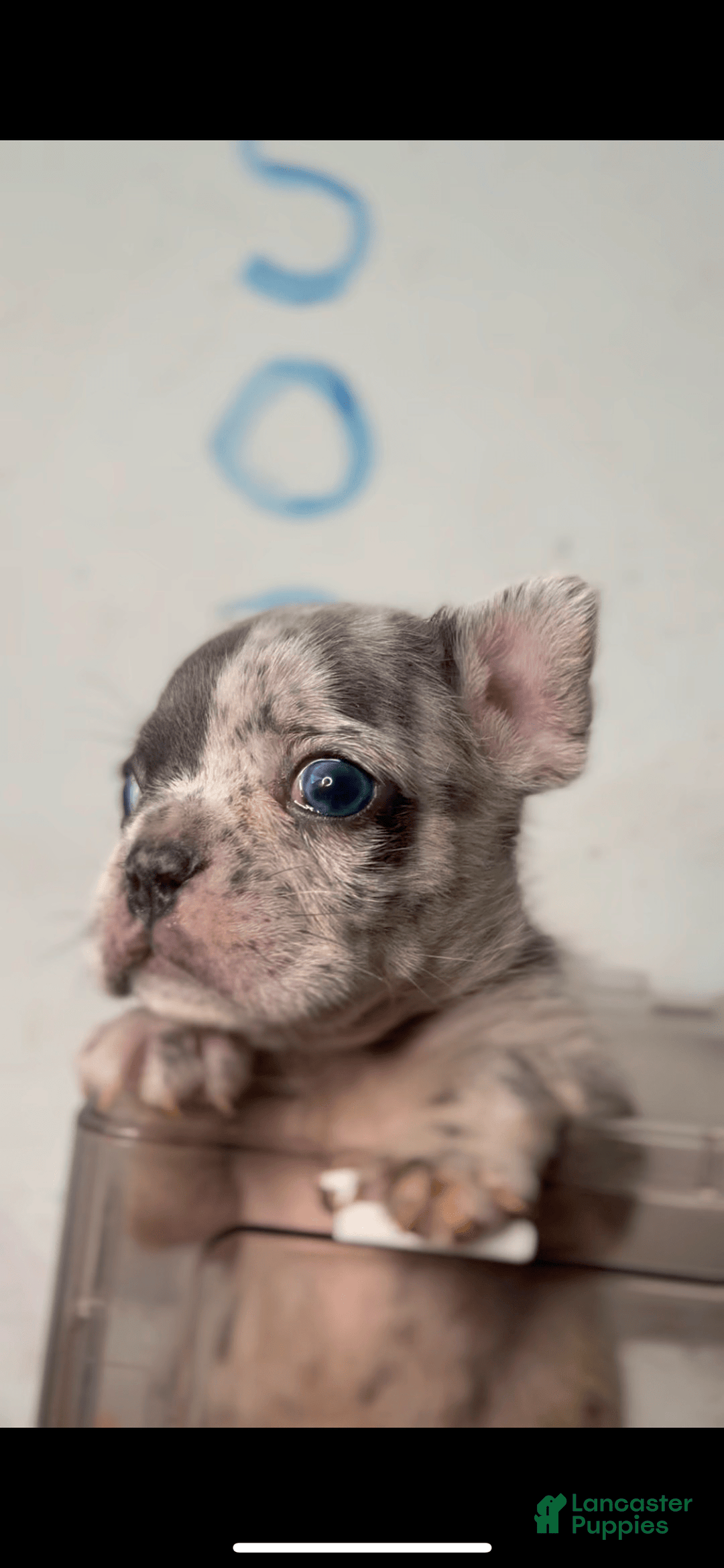 French Bulldog dogs for sale: Peezy - Image 1