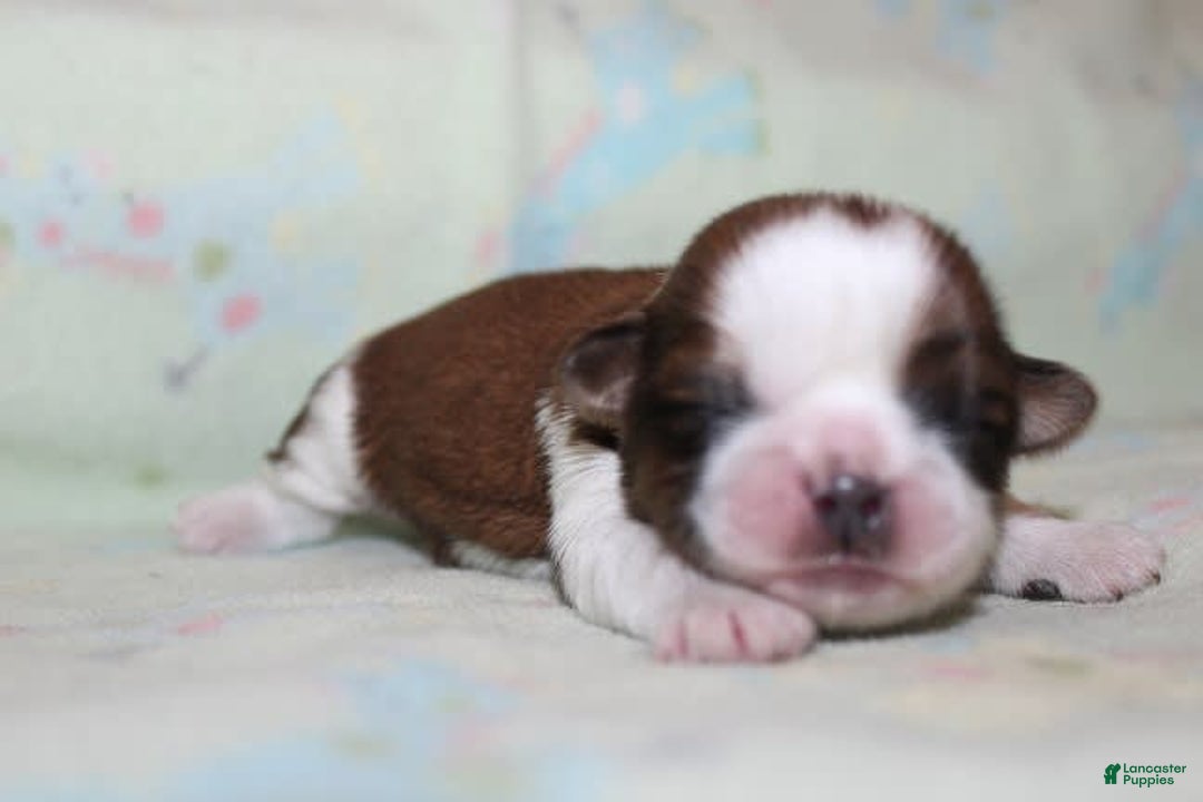 Shih Tzu dogs for sale: Anya Boy 1 - Image 7
