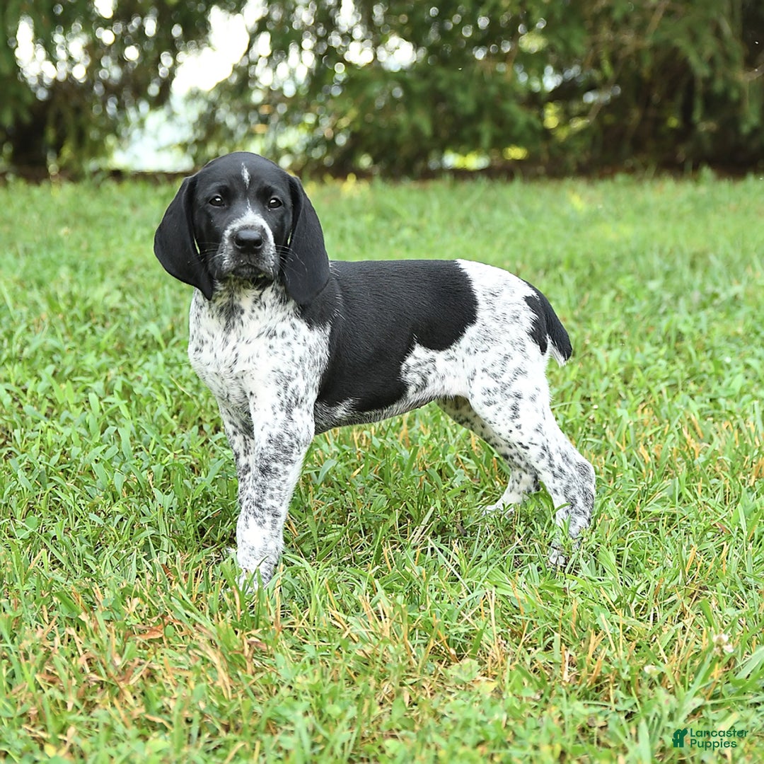 German Shorthaired Pointer dogs for sale: Sage - Image 2