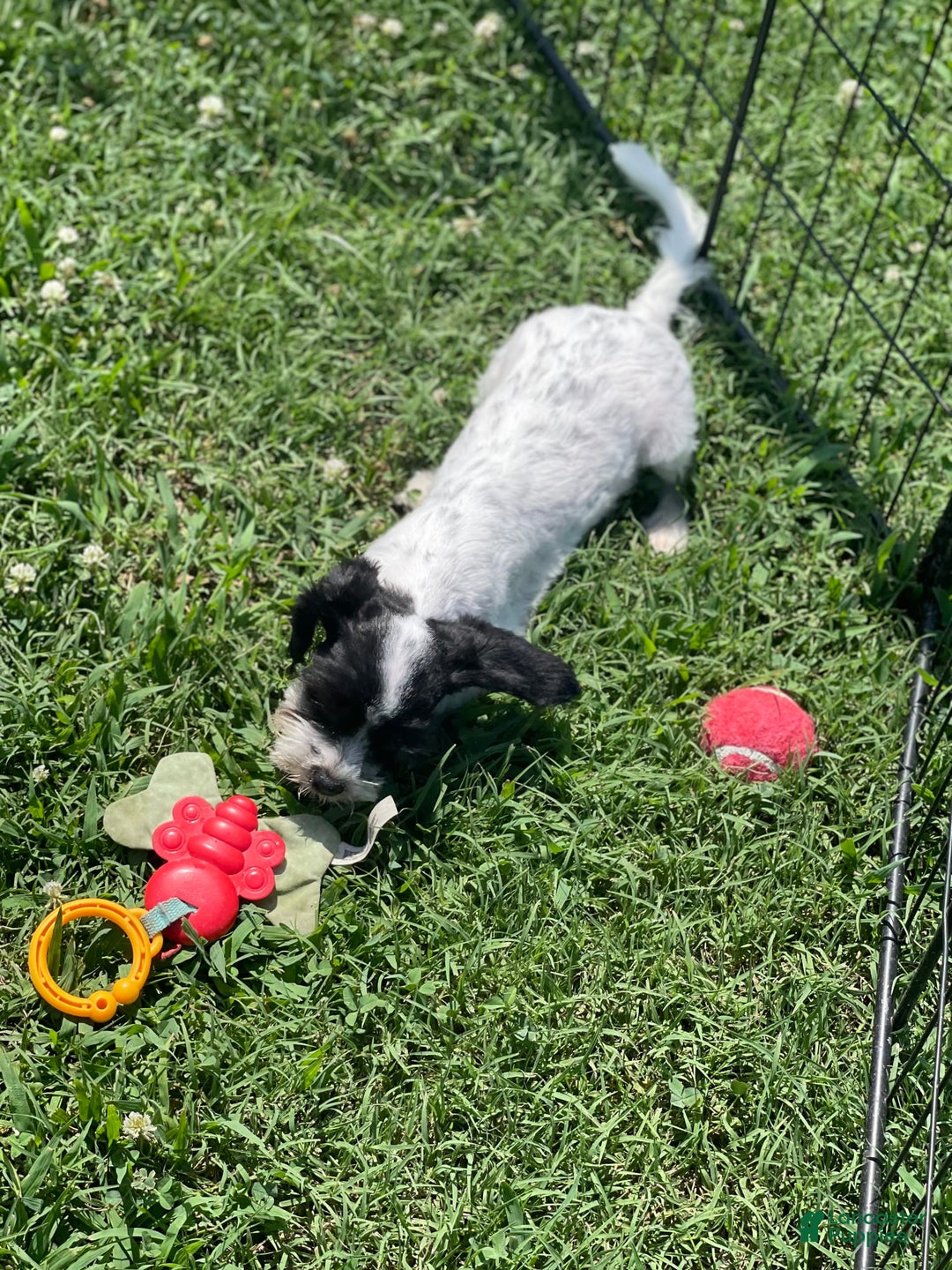 Cavapoo dogs for sale: Puppy 5 - Image 3