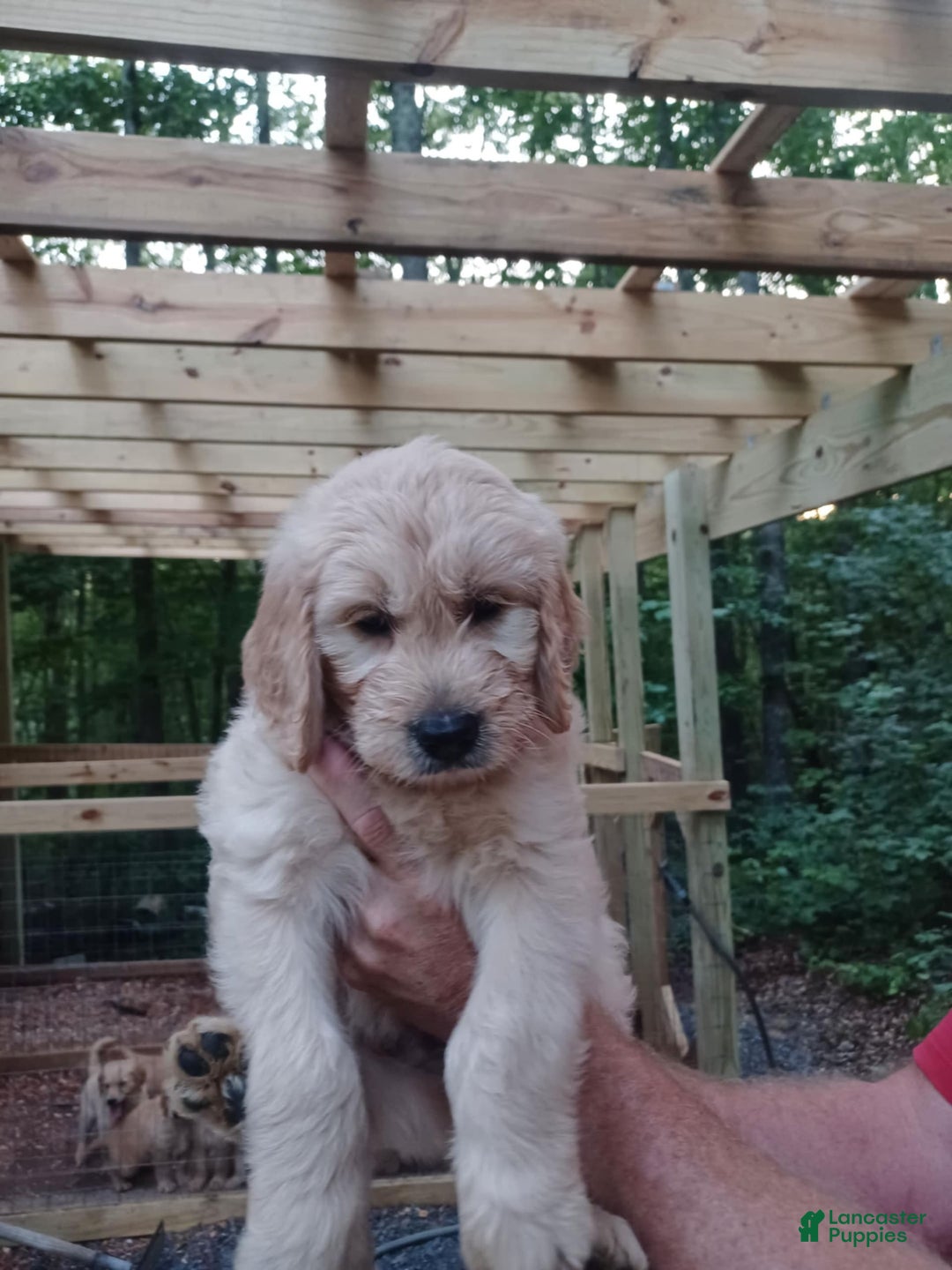 Goldendoodle dogs for sale: Pepper Jack - Image 5