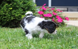Cavalier King Charles Spaniel dogs for sale: Amigo - Image 4