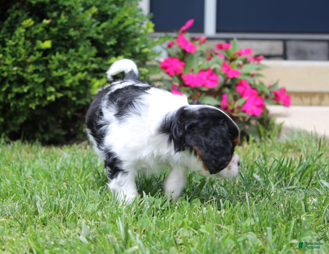 Cavalier King Charles Spaniel dogs for sale: Amigo - Image 4