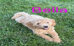 Mini Goldendoodle dogs for sale: Bella - Image 4