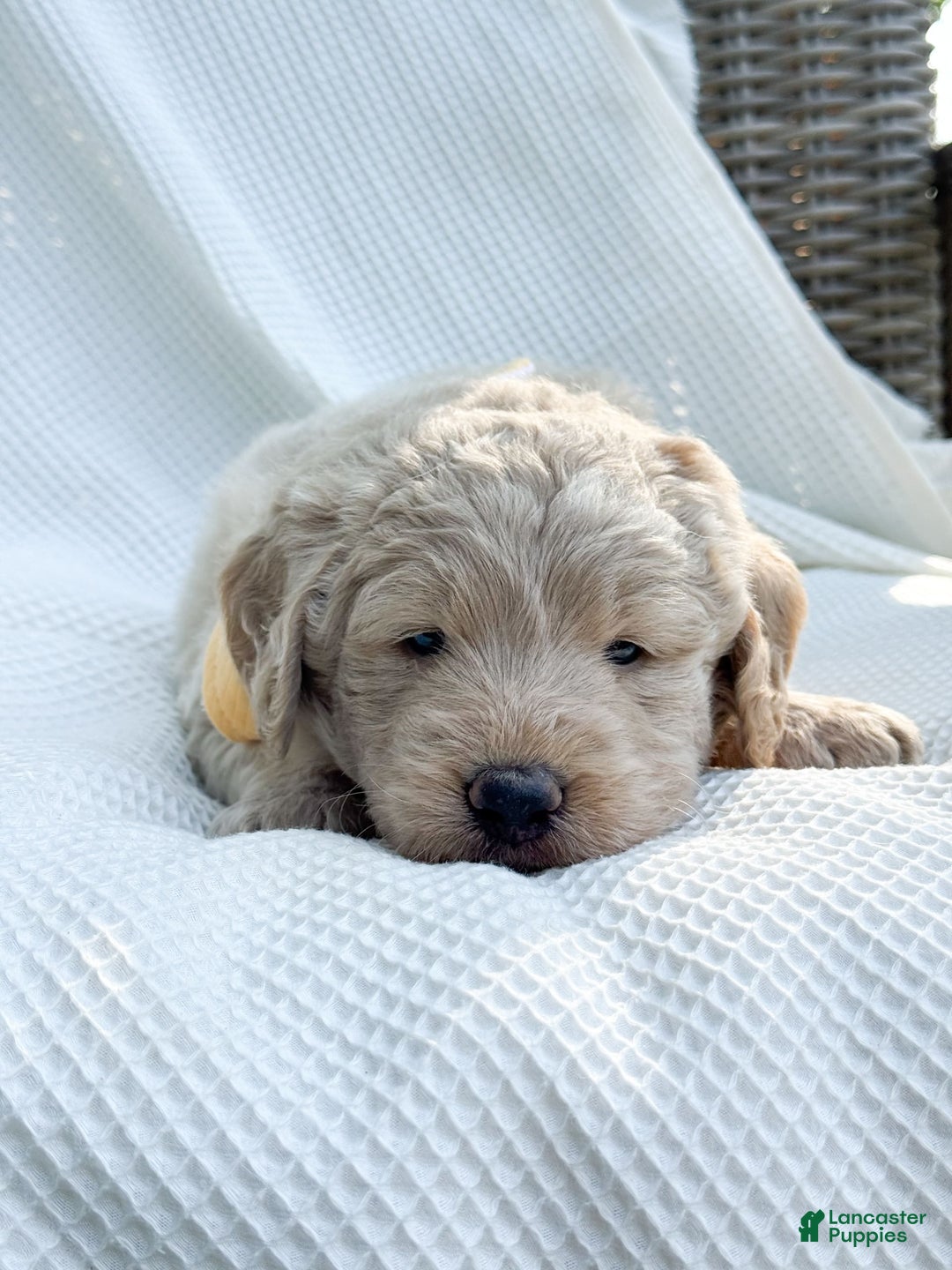 Labradoodle dogs for sale: Maple - Image 7