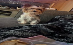 Morkie dogs for sale: Lady - Image 5