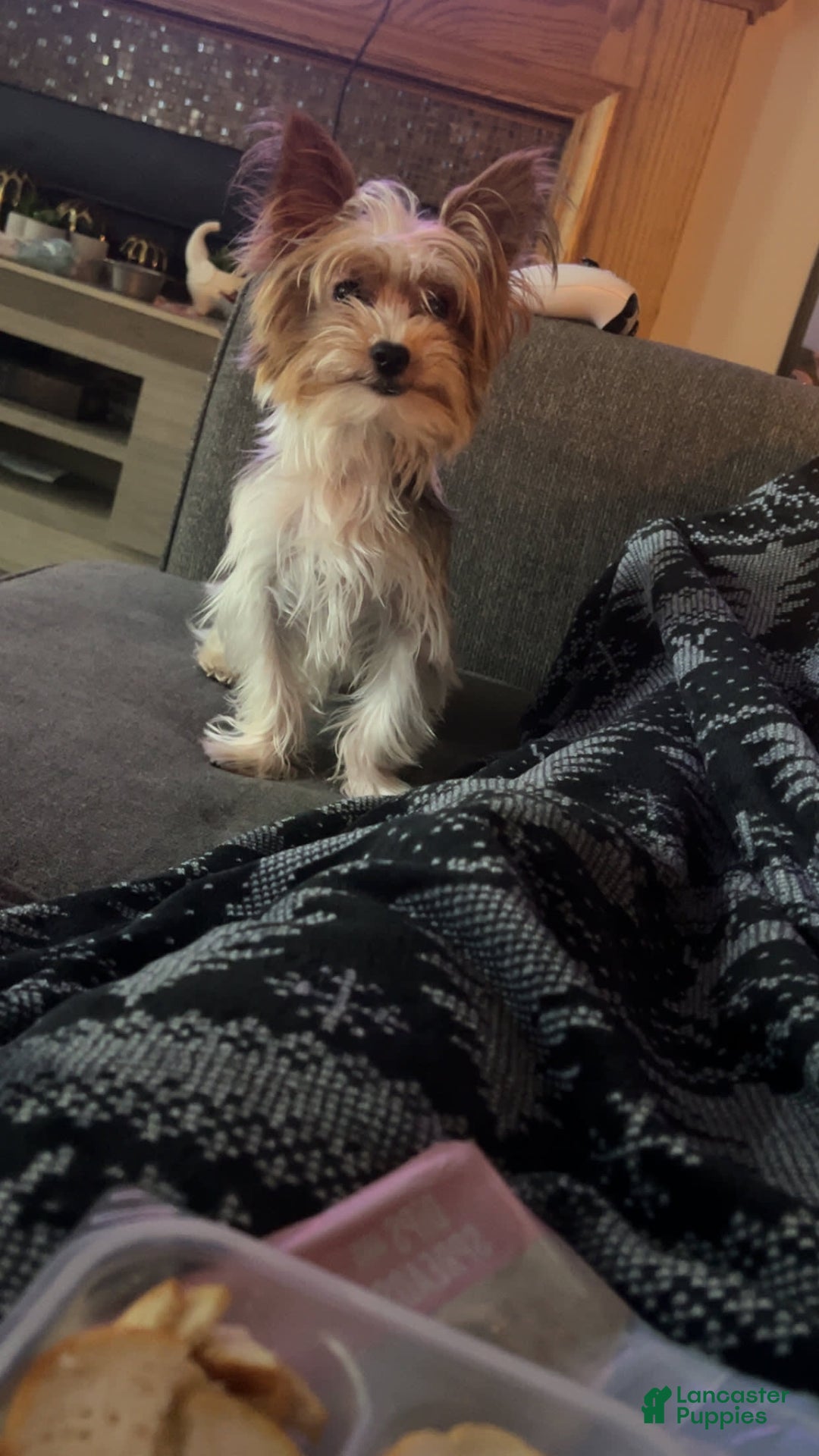 Morkie dogs for sale: Lady - Image 5