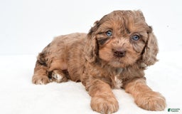Cavapoo dogs for sale: Butterfinger - Image 7