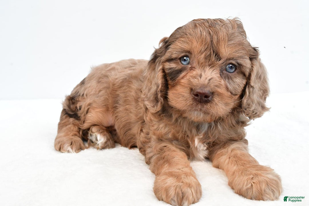 Cavapoo dogs for sale: Butterfinger - Image 7