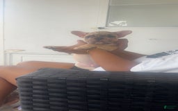 French Bulldog dogs for sale: A - Image 3