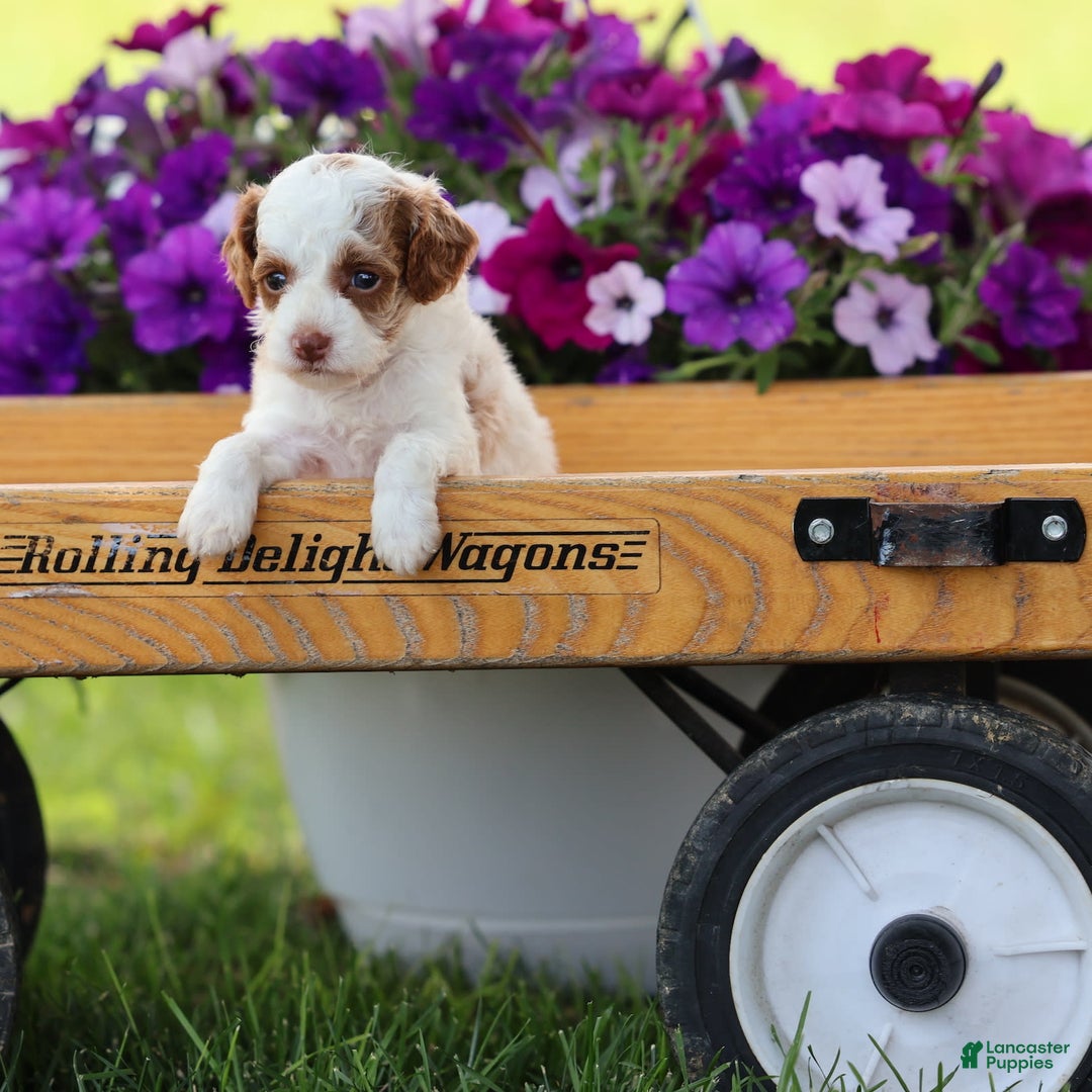Toy Poodle dogs for sale: Muffler - Image 6