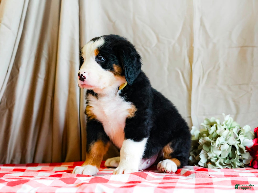 Bernese Mountain Dog dogs for sale: Marlo - Image 5