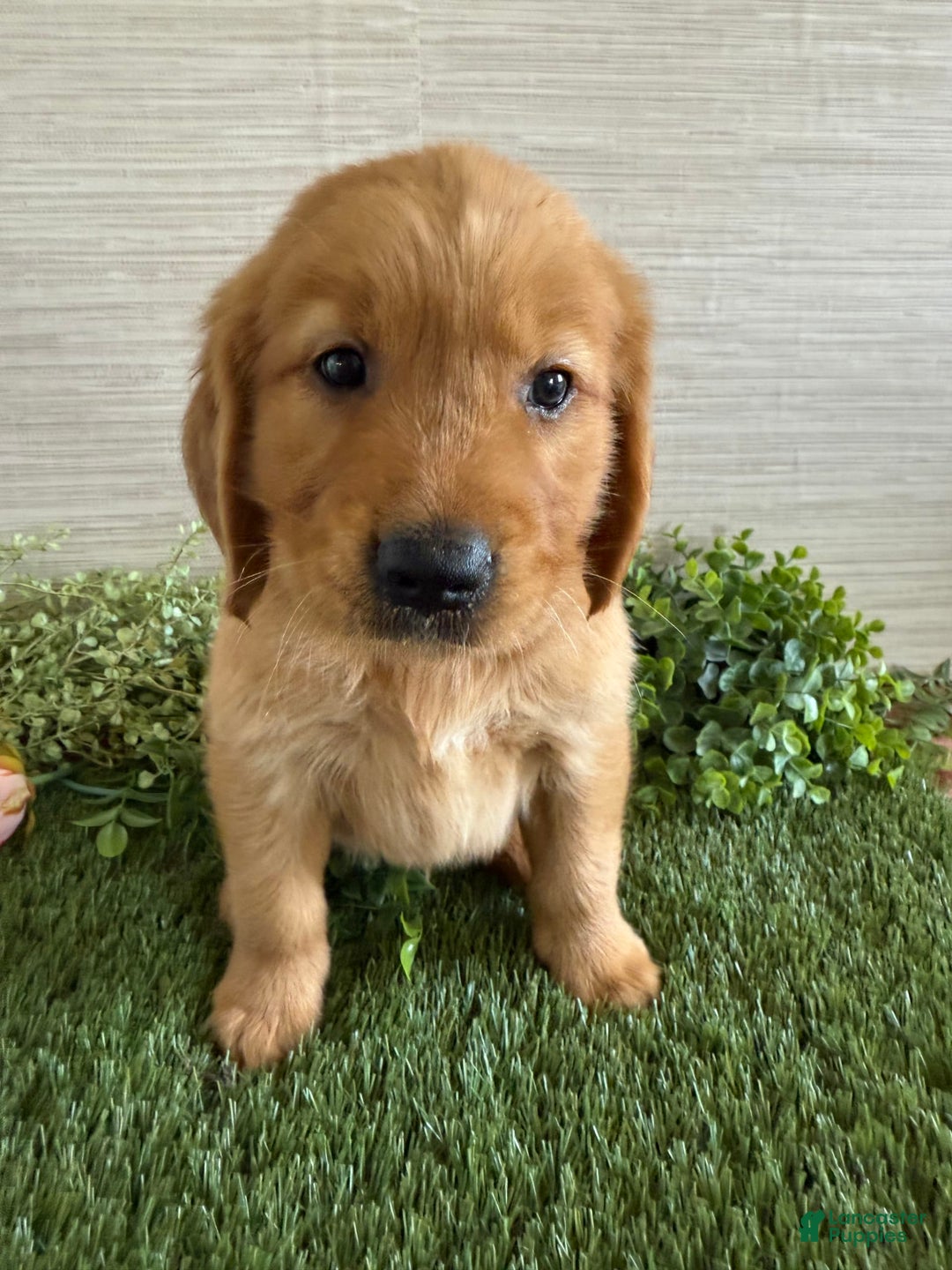 Golden Retriever dogs for sale: Lola - Image 6
