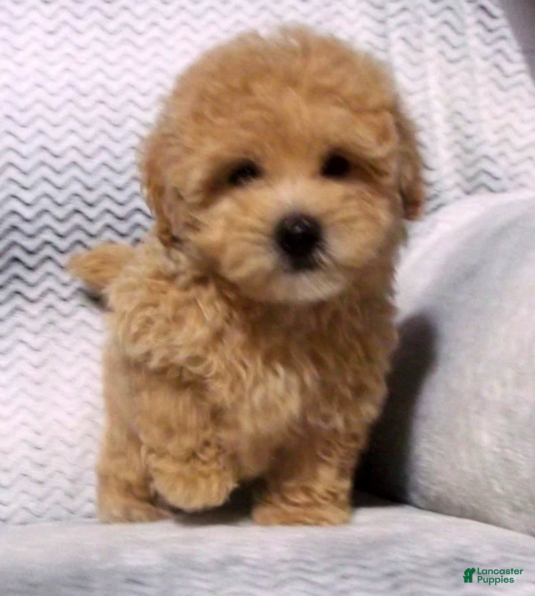 Maltipoo dogs for sale: Brady - Image 4