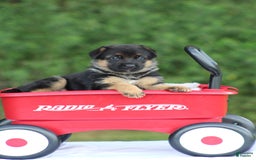 German Shepherd dogs for sale: Jayla - Image 7