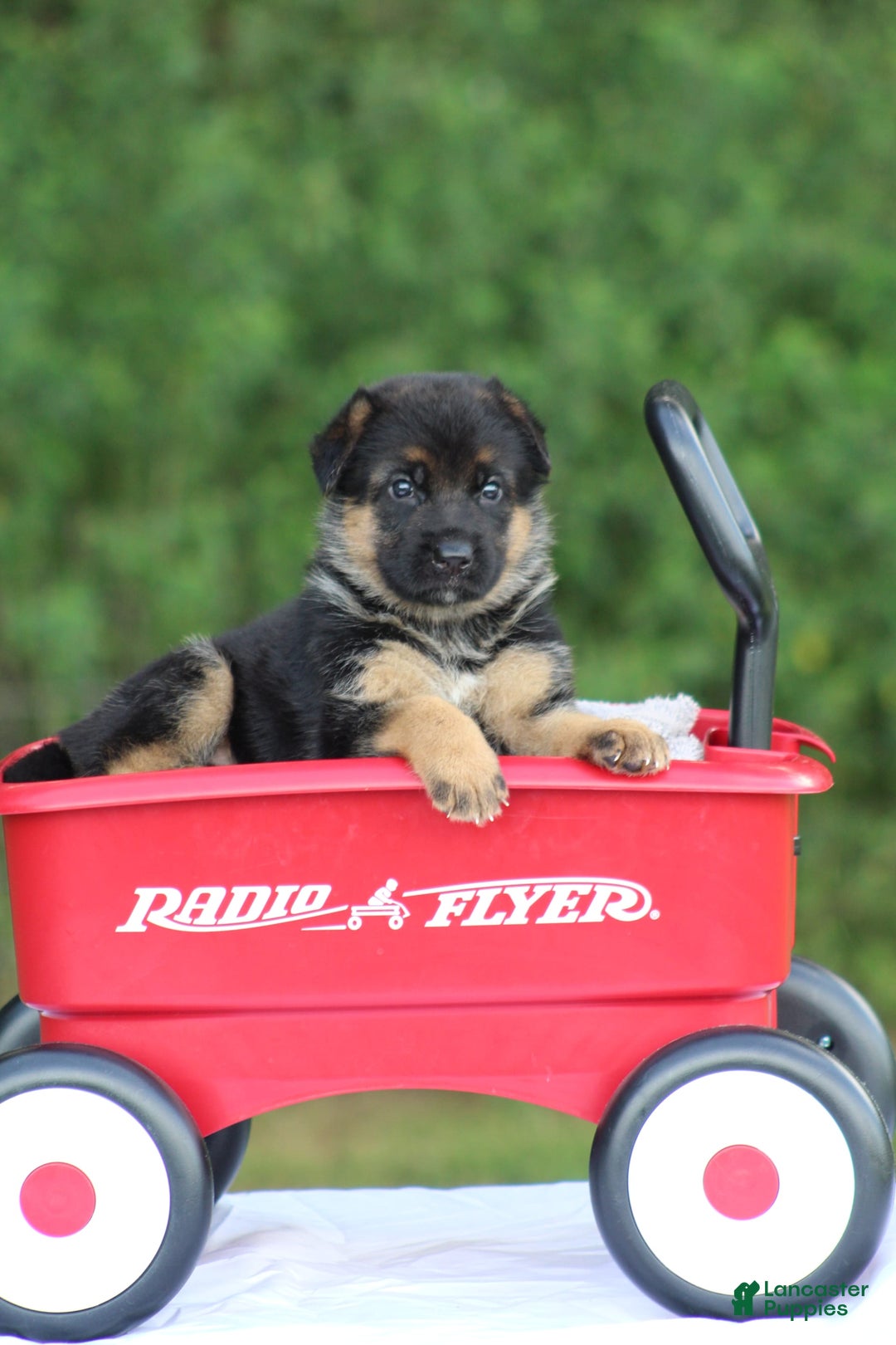 German Shepherd dogs for sale: Jayla - Image 7