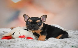 French Bulldog dogs for sale: Max - Image 5