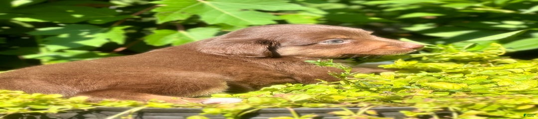 Cinnamon