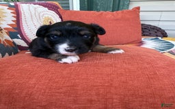 Miniature Australian Shepherd dogs for sale: Daisy - Image 1