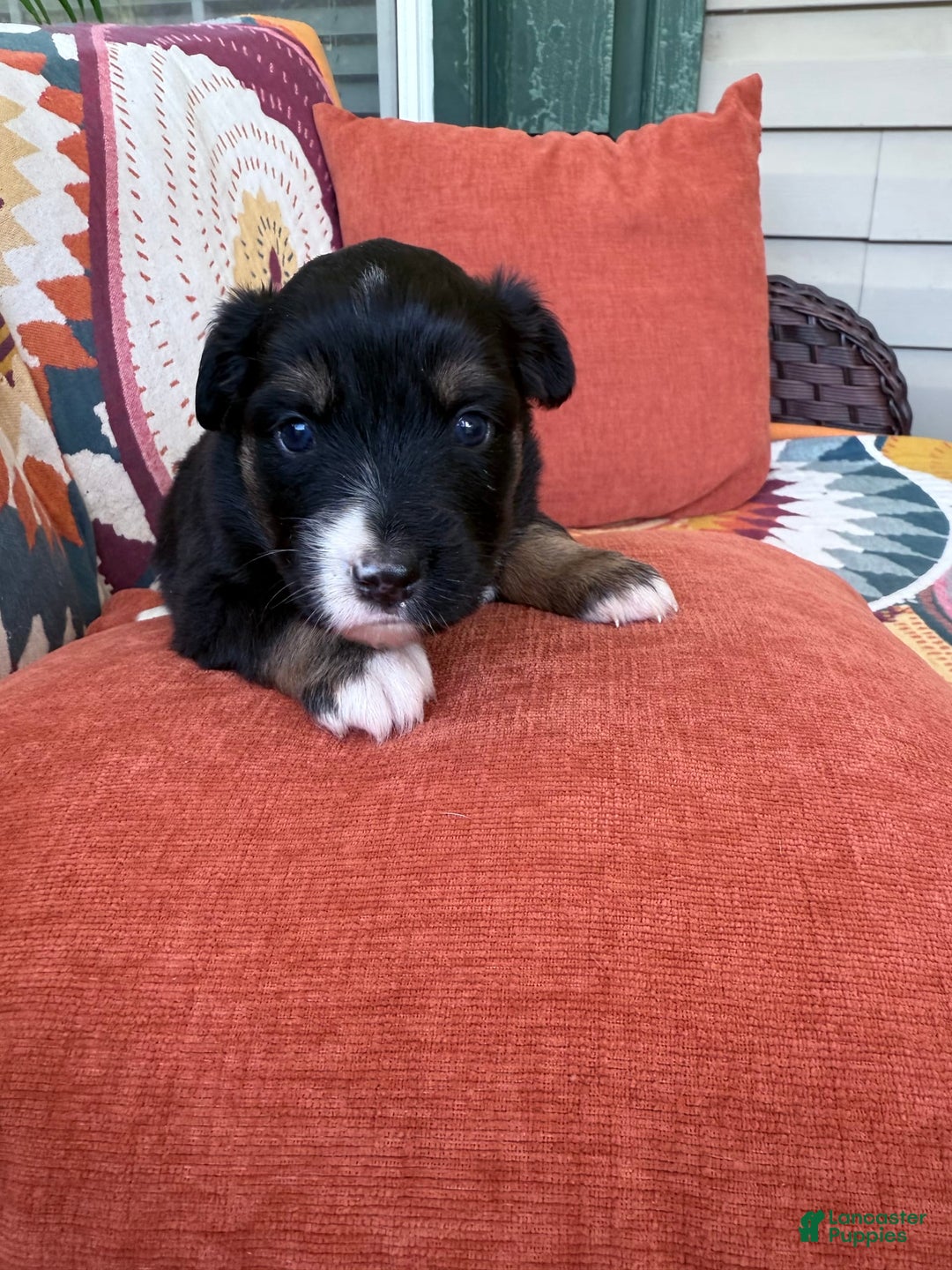 Miniature Australian Shepherd dogs for sale: Daisy - Image 1