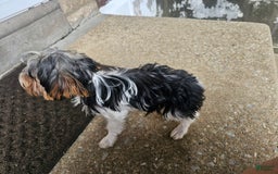 Biewer Terrier dogs for sale: Kiko - Image 4