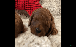 Mini Goldendoodle dogs for sale: Lil Lex - Image 3