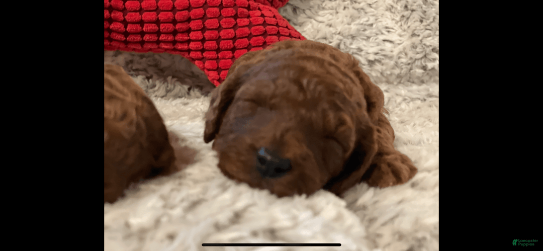 Mini Goldendoodle dogs for sale: Lil Lex - Image 3