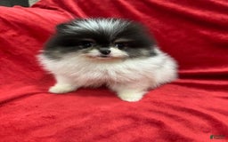 Pomeranian dogs for sale: Minnie - Image 3