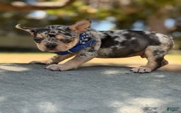 French Bulldog dogs for sale: Rolex - Image 2