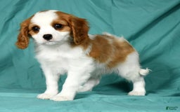 Cavalier King Charles Spaniel dogs for sale: Ike - Image 2