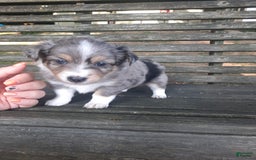  dogs for sale: Toy Australian Shepherd 1 puppies - Image 2