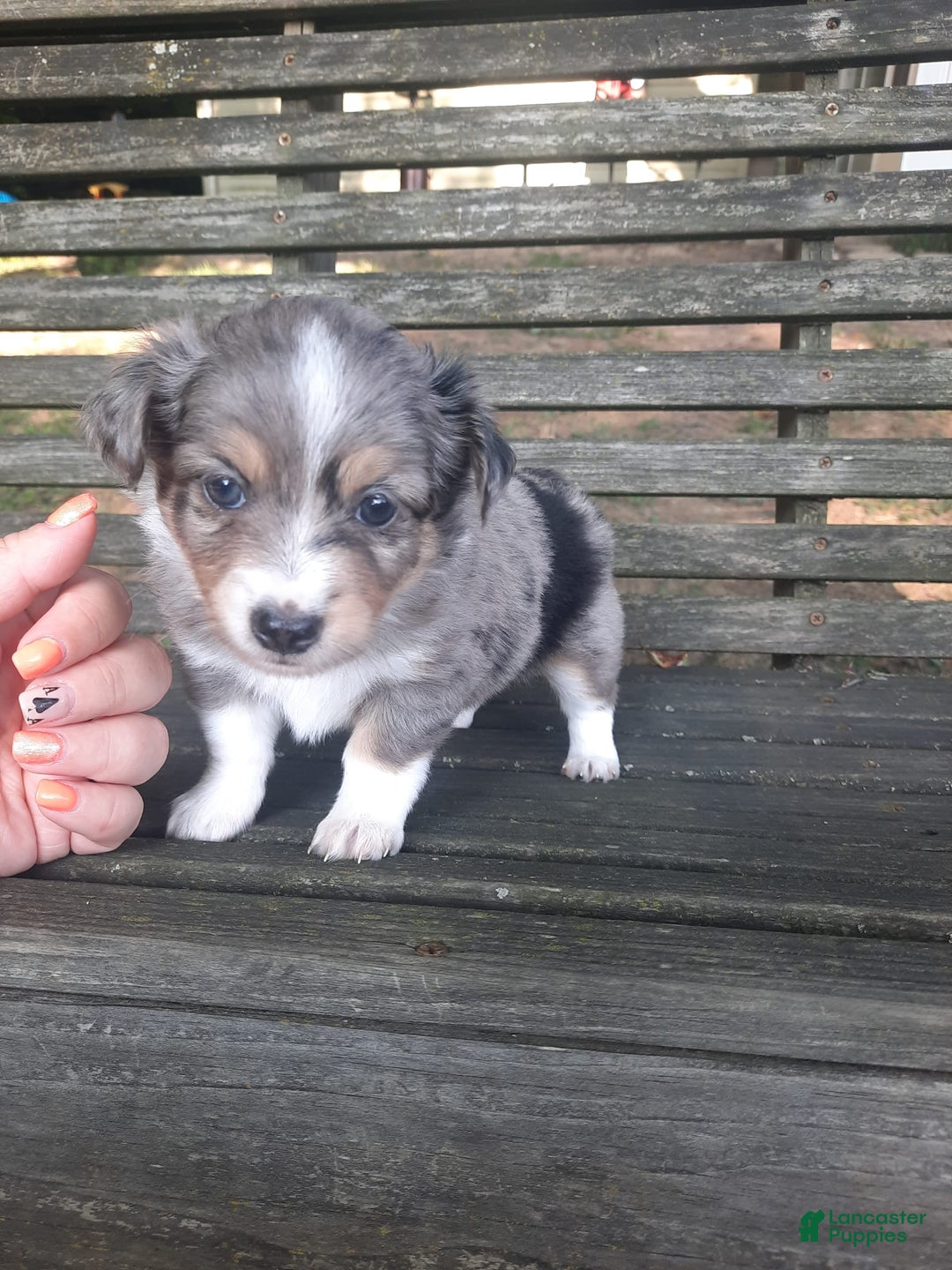  dogs for sale: Toy Australian Shepherd 1 puppies - Image 2
