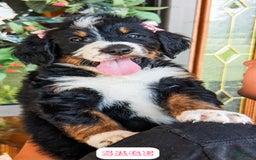 Bernedoodle dogs for sale: Sage - Image 2