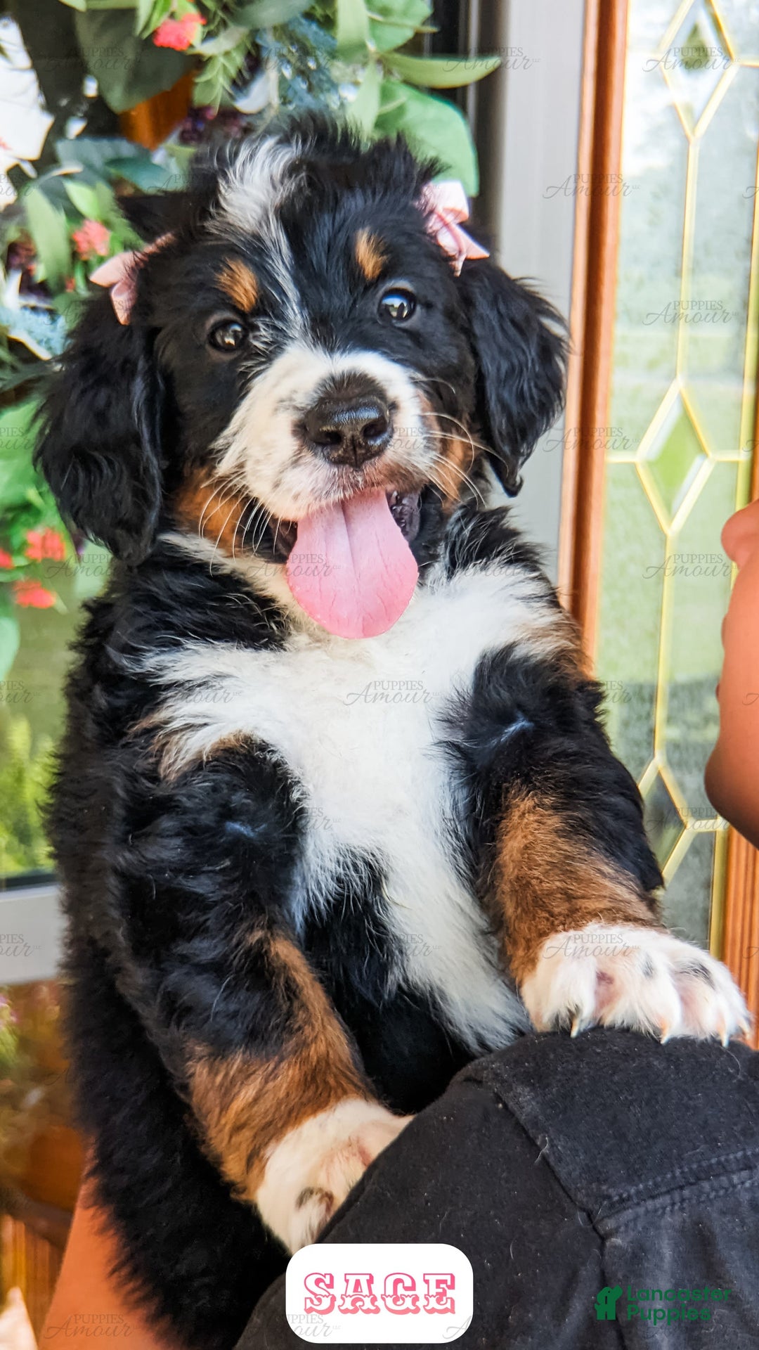 Bernedoodle dogs for sale: Sage - Image 2