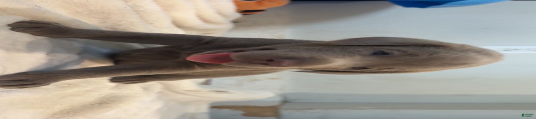 Shark