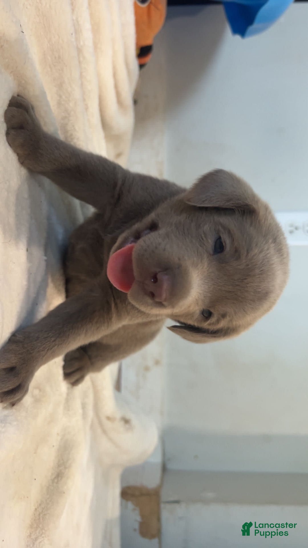 Labrador Retriever dogs for sale: Shark - Image 1