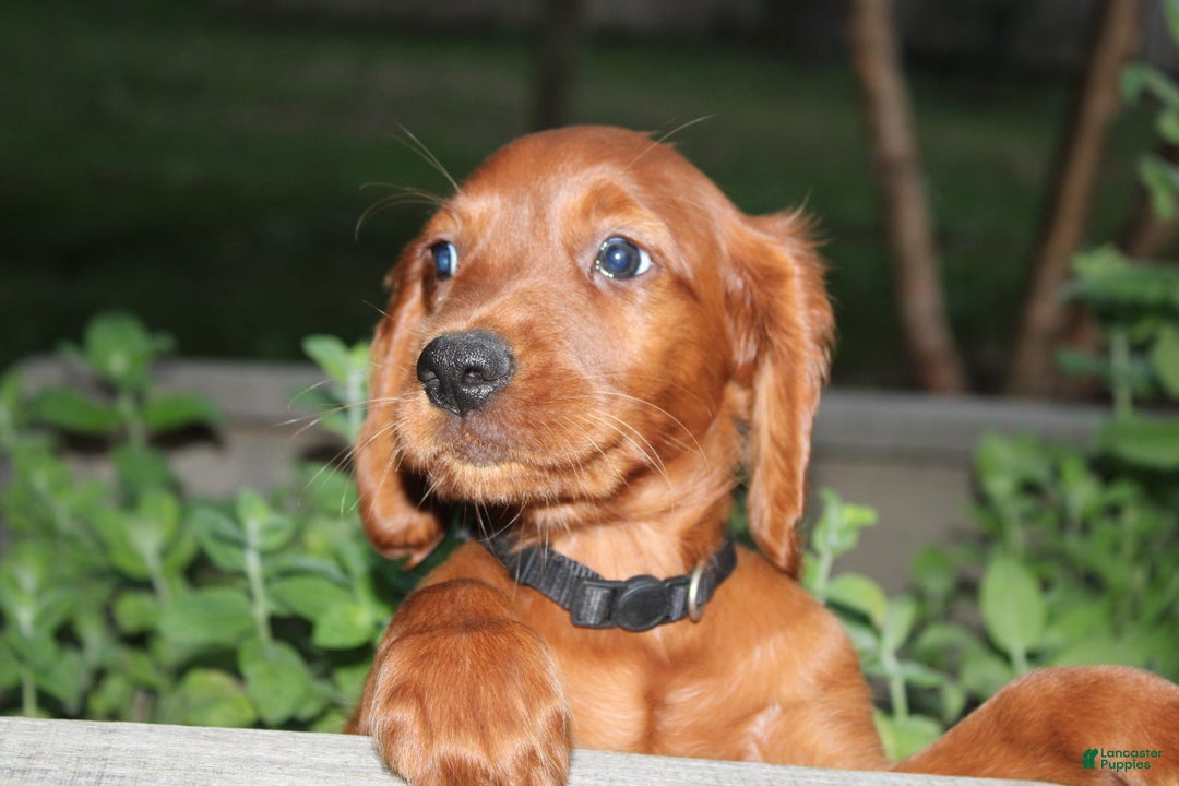 Irish Setter dogs for sale: Fluffy - Image 2