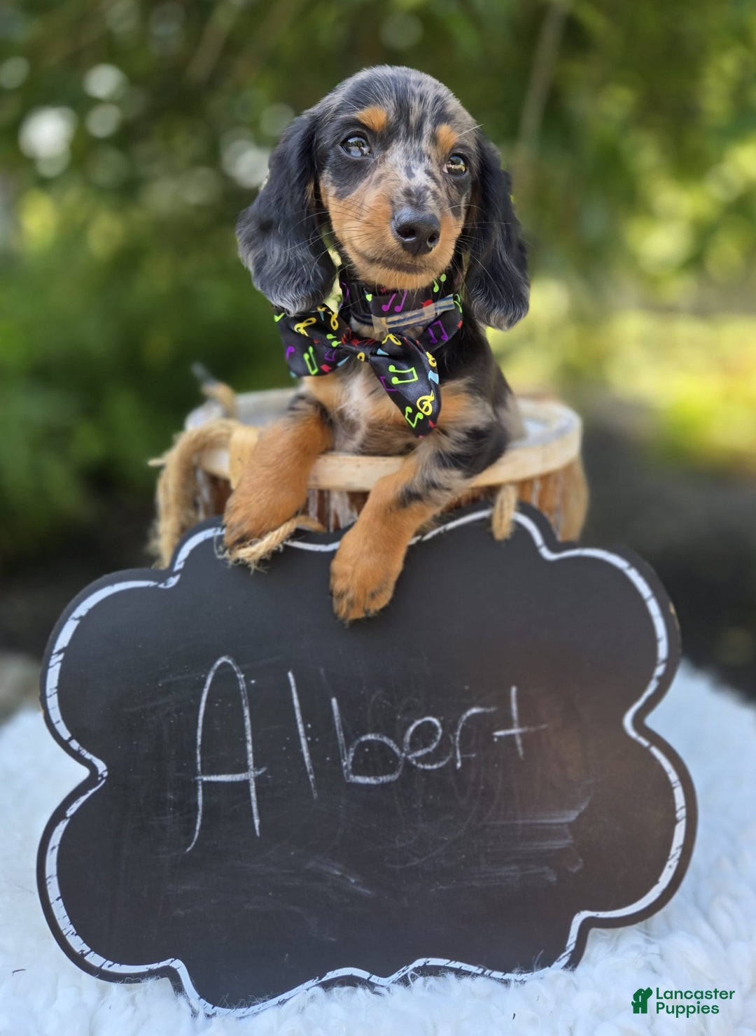 Miniature Dachshund dogs for sale: Albert - Image 15