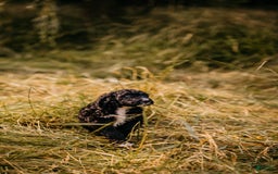 Aussiedoodle dogs for sale: Snape - Listing for pets: Snape, Granger - Image 5