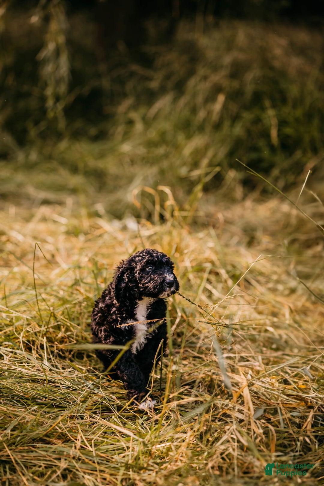 Aussiedoodle dogs for sale: Snape - Listing for pets: Snape, Granger - Image 5