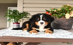 Bernese Mountain Dog dogs for sale: Bruno - Image 1