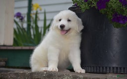 Great Pyrenees dogs for sale: Chloe - Image 4
