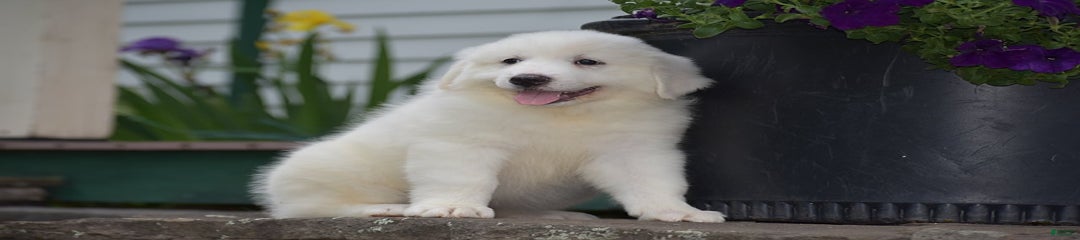 Chloe