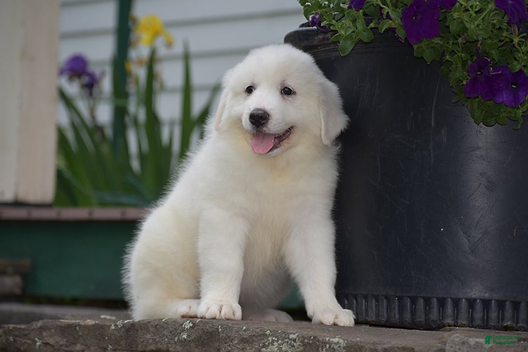 Great Pyrenees dogs for sale: Chloe - Image 4