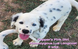 Dalmatian dogs for sale: Peppers Pink Girl - Image 7